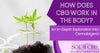How Does CBG Work in the Body? An In-Depth Exploration into Cannabigerol