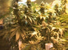 Arizona’s Marijuana Initiative Qualifies for November Vote - SOL✿CBD