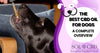 Best CBD Oil for Dogs - A Complete Overview of Pet CBD Oil