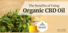 Are You Using Organic CBD Oil? - SOL✿CBD