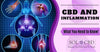 CBD and Inflammation: What You Need to Know! - SOL✿CBD