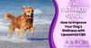 Improve Your Dog's Wellness with Liposomal CBD - The Ultimate Guide - SOL✿CBD