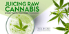 Juicing Raw Cannabis: Everything You Need to Know - SOL✿CBD